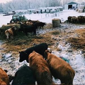 Meet your Posher, Abe